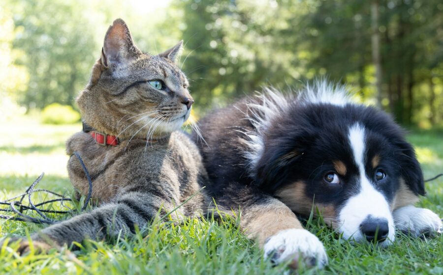 Sharing Experiences of Pet Ownership as a Foreigner in Slovakia