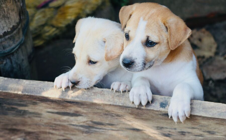 How to Register a Dog in Slovakia and Pay the Dog Tax
